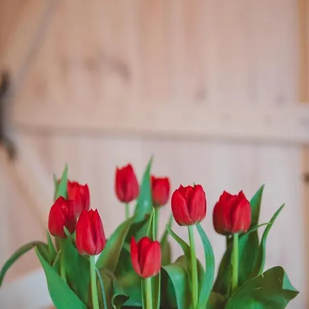 Apartma Cici コバリード