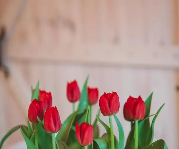 Apartma Cici 科巴里德